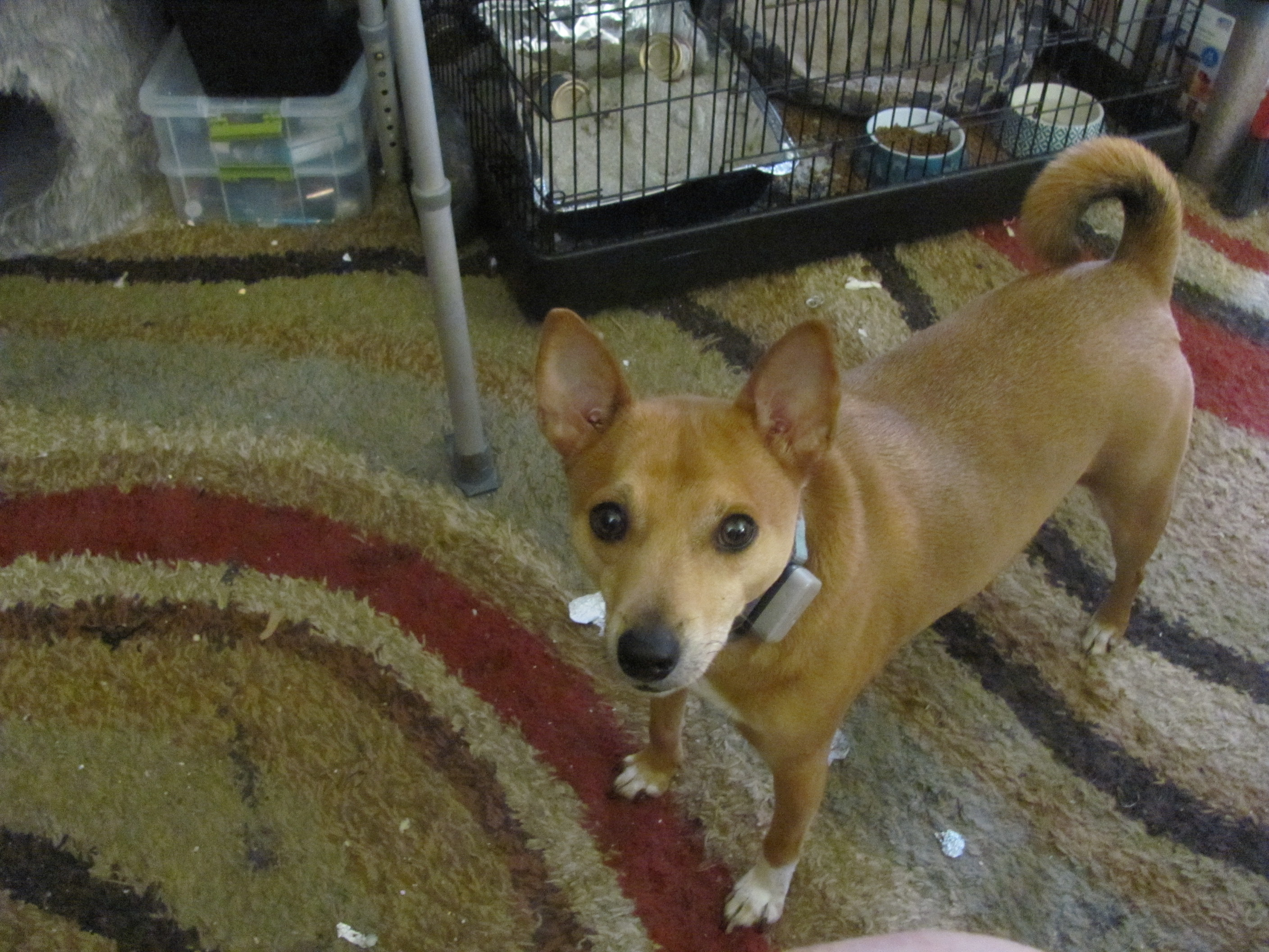 Dog Apollo