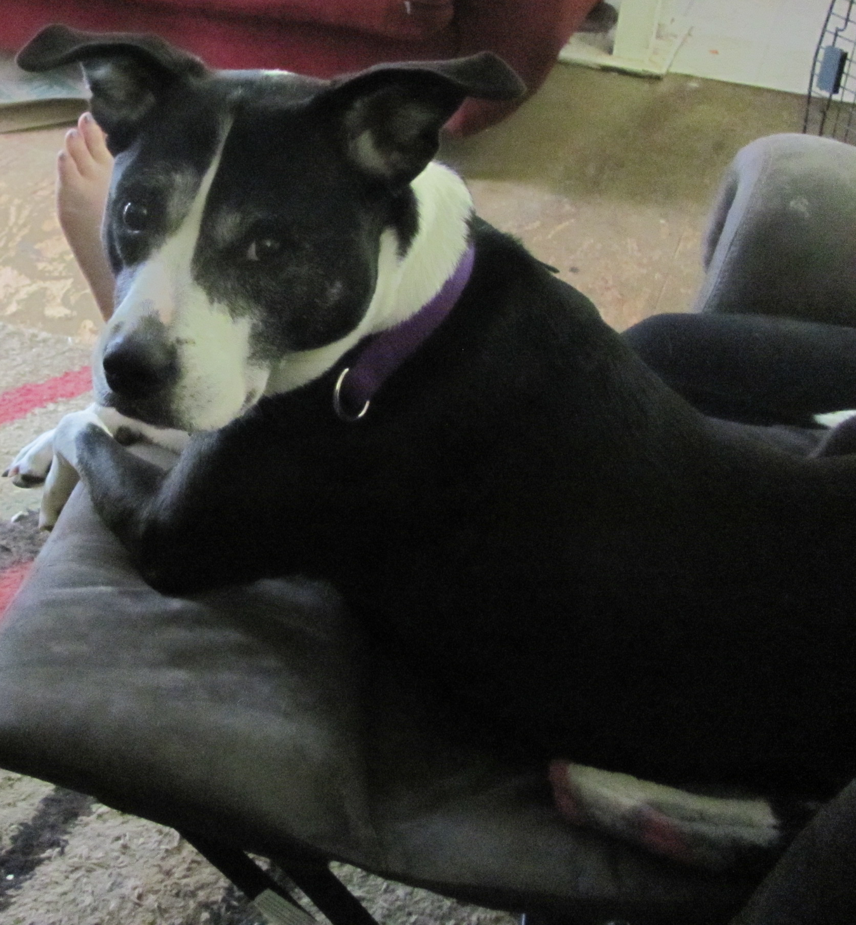 Dog April
