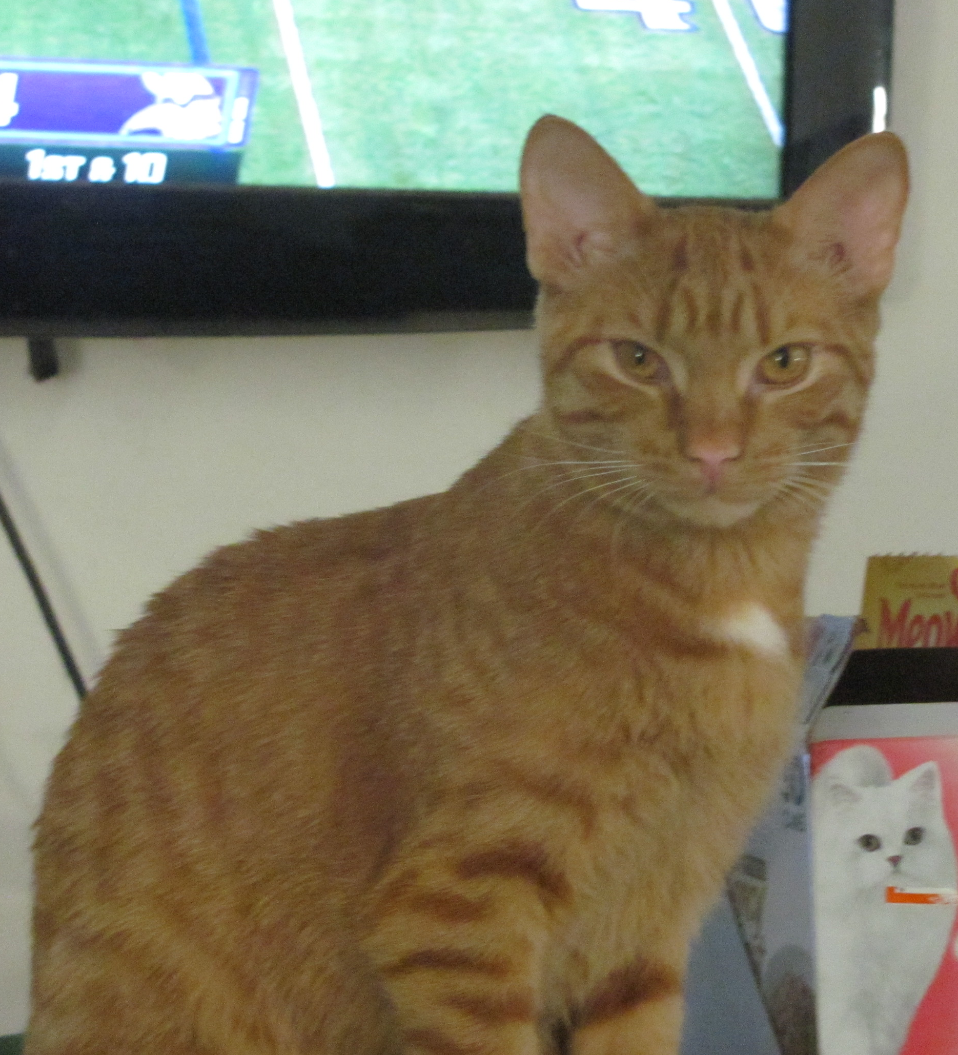 Cat Mr. Goose