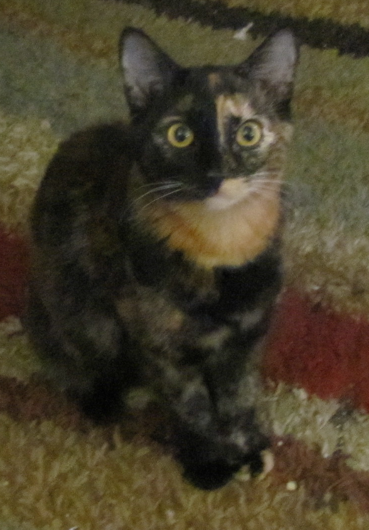 Cat Miss Mar-vell